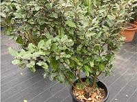 Eleachnus - afbeelding 1 van  1