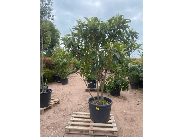 Eriobotrya japonica meerstammig - afbeelding 1 van  2