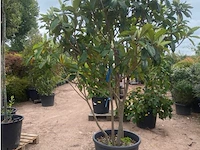 Eriobotrya japonica meerstammig - afbeelding 1 van  2