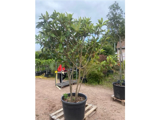 Eriobotrya japonica meerstammig - afbeelding 2 van  2