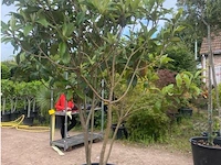 Eriobotrya japonica meerstammig - afbeelding 2 van  2