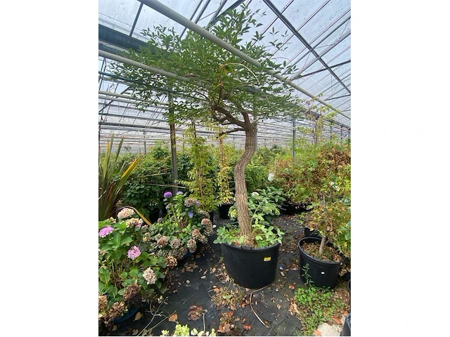 Erythrina crista-galli - afbeelding 1 van  3