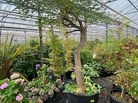 Erythrina crista-galli - afbeelding 1 van  3