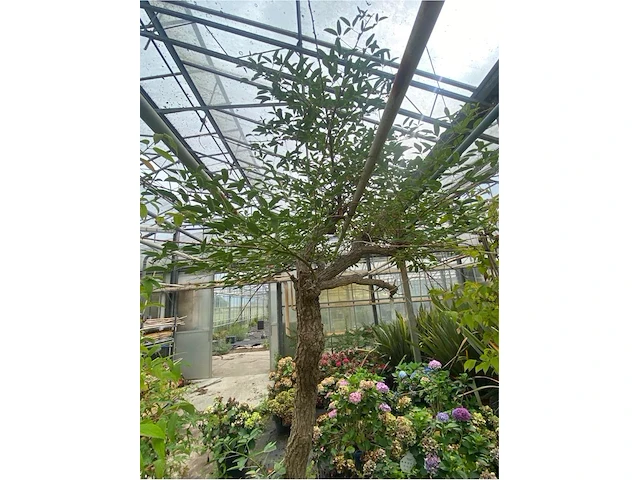 Erythrina crista-galli - afbeelding 2 van  3