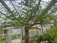Erythrina crista-galli - afbeelding 2 van  3