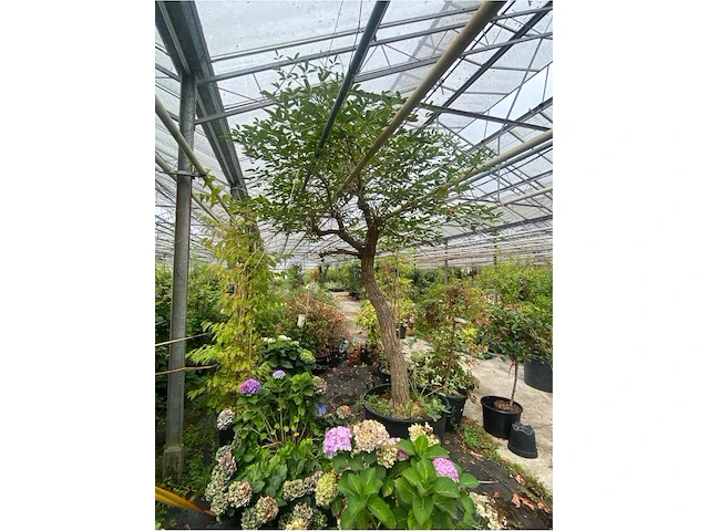 Erythrina crista-galli - afbeelding 3 van  3