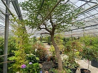 Erythrina crista-galli - afbeelding 3 van  3