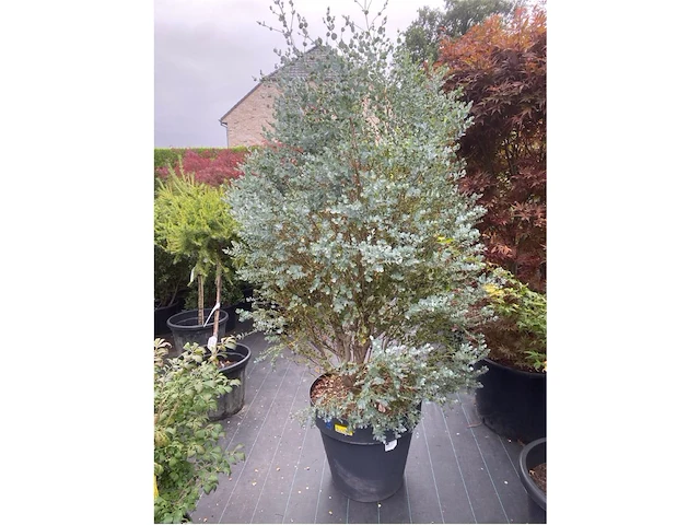 Eucalyptus - afbeelding 1 van  1