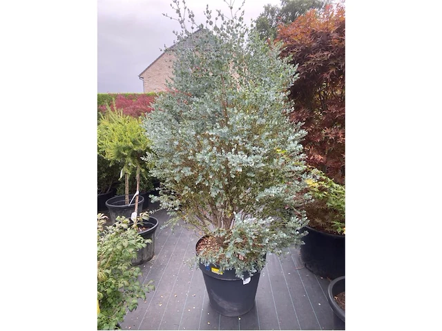 Eucalyptus - afbeelding 1 van  1