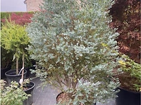 Eucalyptus - afbeelding 1 van  1