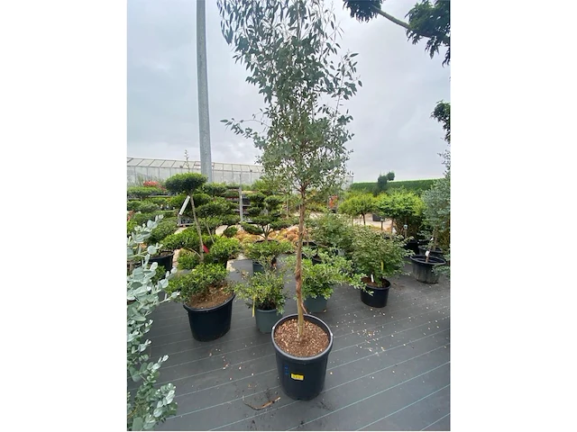 Eucalyptus - afbeelding 1 van  1