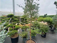 Eucalyptus - afbeelding 1 van  1