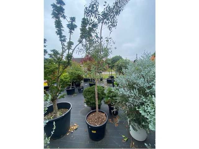 Eucalyptus - afbeelding 1 van  1