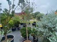 Eucalyptus - afbeelding 1 van  1