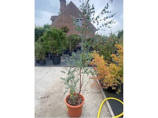 Eucalyptus - afbeelding 1 van  1