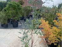 Eucalyptus - afbeelding 1 van  1