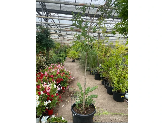 Eucalyptus - afbeelding 1 van  1