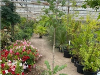 Eucalyptus - afbeelding 1 van  1