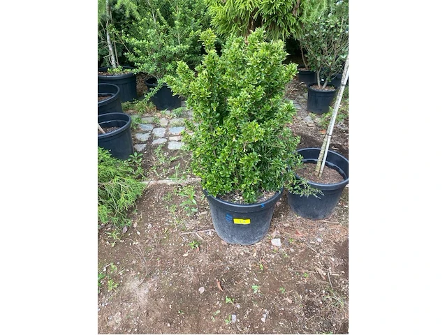 Euonymus benk. erecta - afbeelding 1 van  1