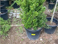 Euonymus benk. erecta - afbeelding 1 van  1