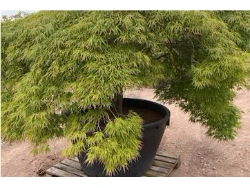 Exclusieve planten