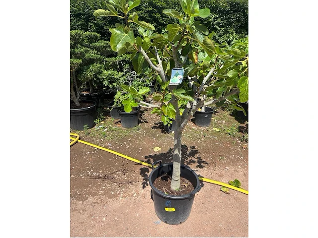 Ficus carica (vijgen) - afbeelding 1 van  2