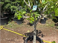 Ficus carica (vijgen) - afbeelding 1 van  2