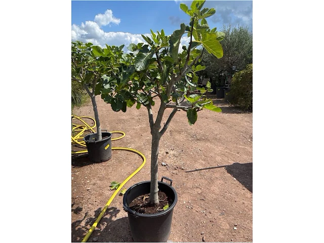 Ficus carica (vijgen) - afbeelding 2 van  2