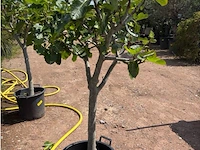 Ficus carica (vijgen) - afbeelding 2 van  2