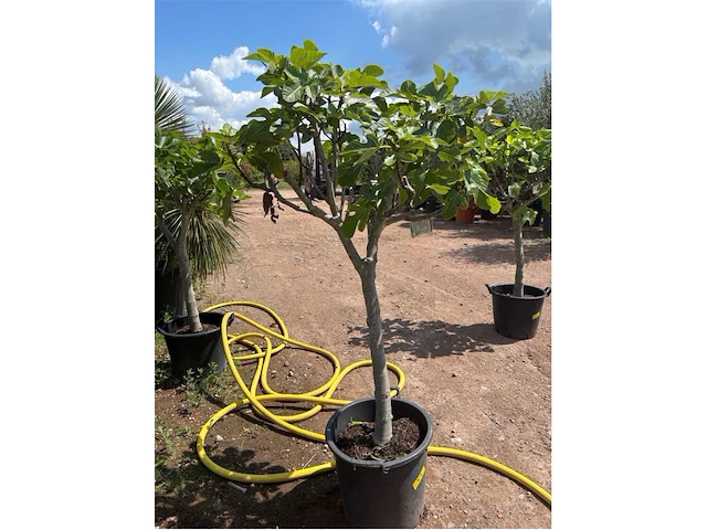 Ficus carica (vijgen) - afbeelding 1 van  2