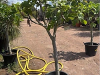 Ficus carica (vijgen) - afbeelding 1 van  2