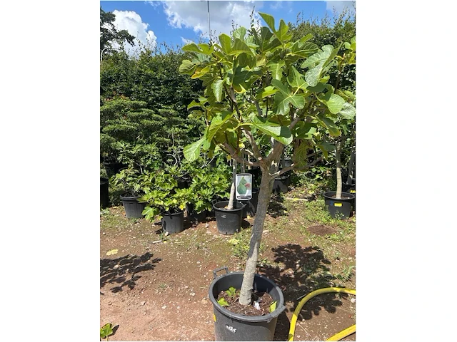 Ficus carica (vijgen) - afbeelding 2 van  2