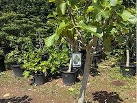 Ficus carica (vijgen) - afbeelding 2 van  2