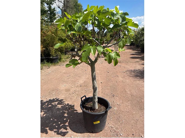 Ficus carica (vijgen) - afbeelding 1 van  2