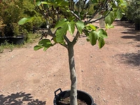 Ficus carica (vijgen) - afbeelding 1 van  2