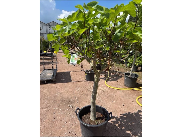 Ficus carica (vijgen) - afbeelding 2 van  2