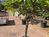 Ficus carica (vijgen) - afbeelding 2 van  2