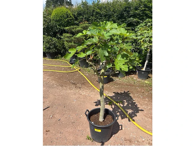 Ficus carica (vijgen) - afbeelding 1 van  2