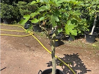 Ficus carica (vijgen) - afbeelding 1 van  2