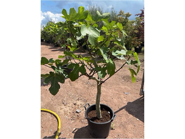 Ficus carica (vijgen) - afbeelding 2 van  2