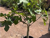 Ficus carica (vijgen) - afbeelding 2 van  2