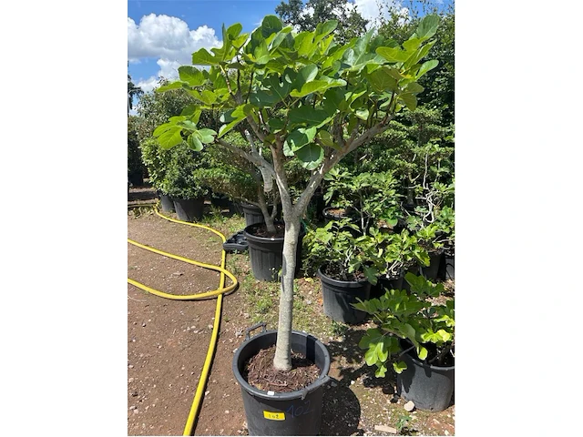 Ficus carica (vijgen) - afbeelding 1 van  2