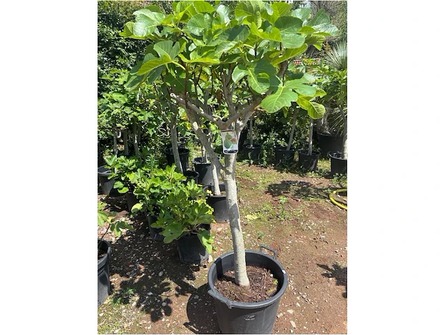 Ficus carica (vijgen) - afbeelding 2 van  2