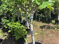 Ficus carica (vijgen) - afbeelding 2 van  2