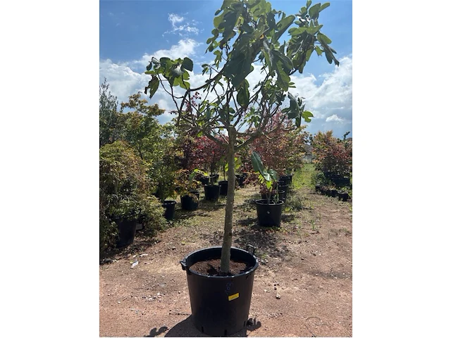 Ficus carica (vijgen) - afbeelding 1 van  2