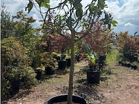 Ficus carica (vijgen) - afbeelding 1 van  2
