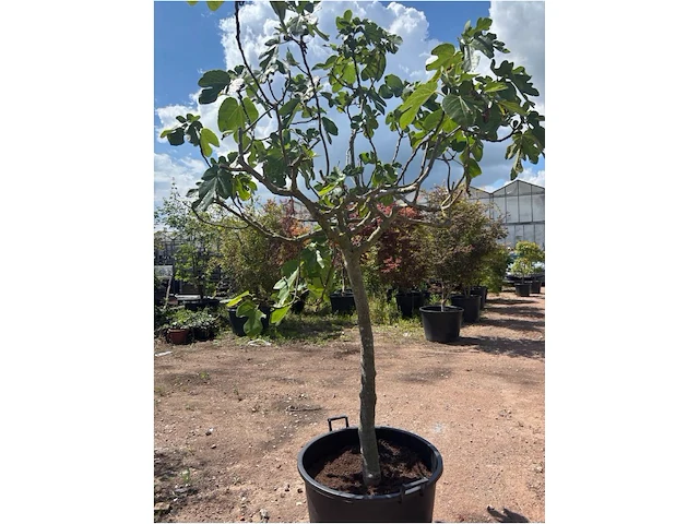 Ficus carica (vijgen) - afbeelding 2 van  2