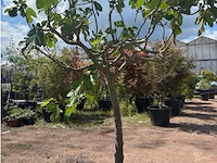 Ficus carica (vijgen) - afbeelding 2 van  2