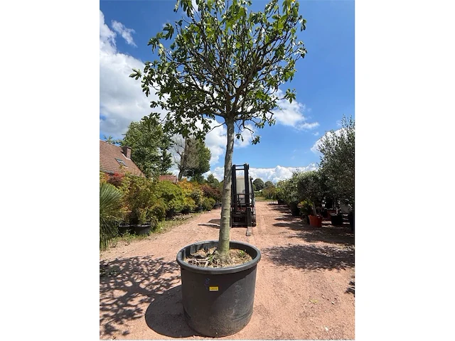 Ficus carica (vijgen) - afbeelding 1 van  2