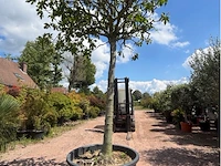 Ficus carica (vijgen) - afbeelding 1 van  2